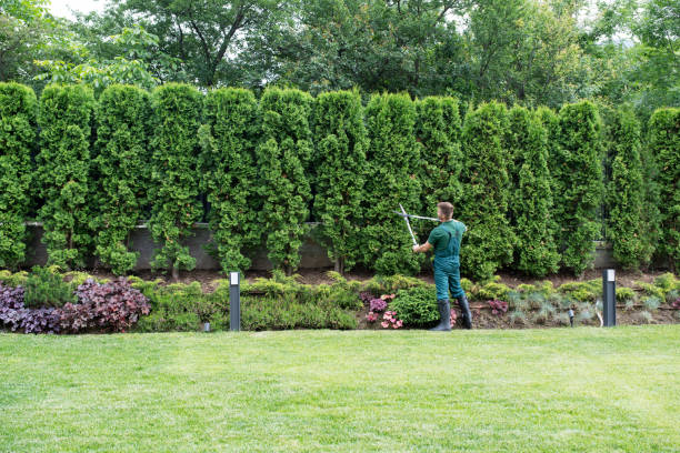 Professional  Tree Services in Brooklyn, NY